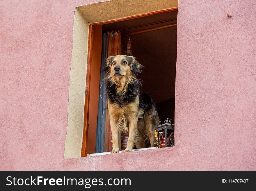 Dog on house window have situation under control. Dog on house window have situation under control