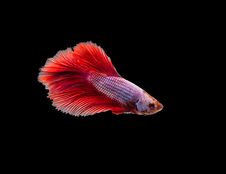 Closeup Red Beautiful Small Siam Betta Fish With Isolate Background Stock Photography Closeup Red Beautiful Small Siam Betta Fish With Isolate Background Stock Photography