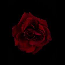 Red Dark Rose On Black Background Stock Images