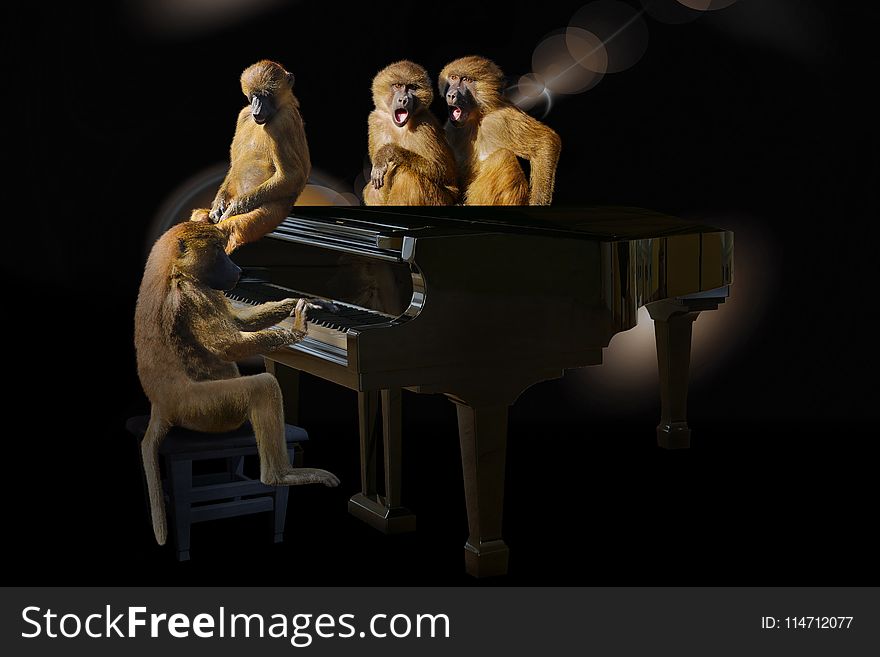 Piano, Pianist, Darkness, Keyboard