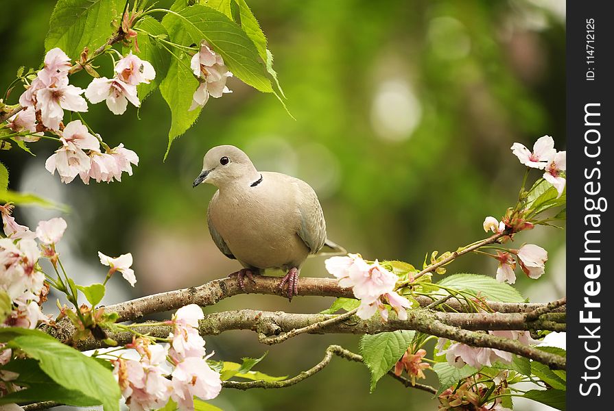 Bird, Branch, Beak, Blossom