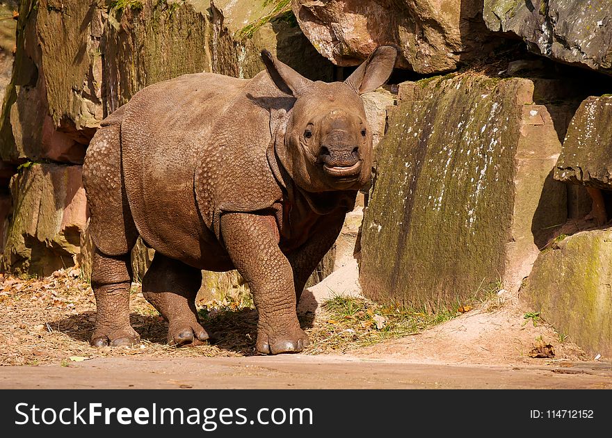 Rhinoceros, Terrestrial Animal, Mammal, Fauna