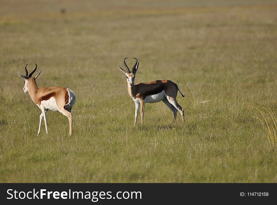 Wildlife, Grassland, Springbok, Gazelle