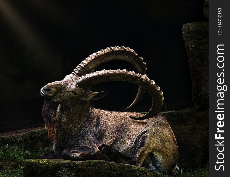 Horn, Argali, Fauna, Terrestrial Animal