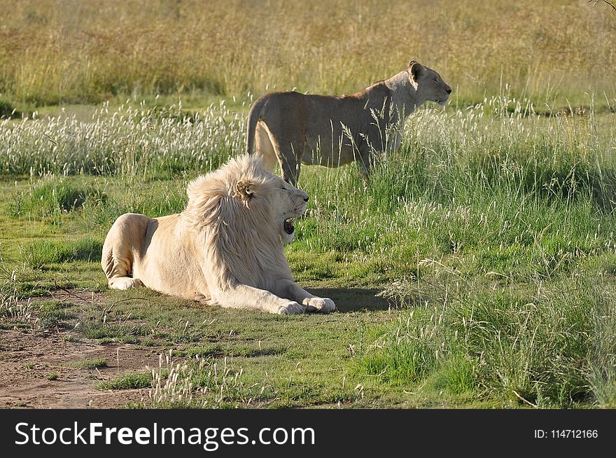 Wildlife, Lion, Grassland, Ecosystem