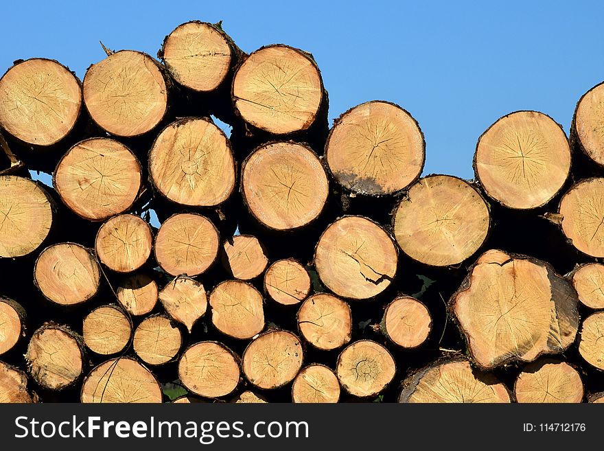Wood, Lumber, Tree