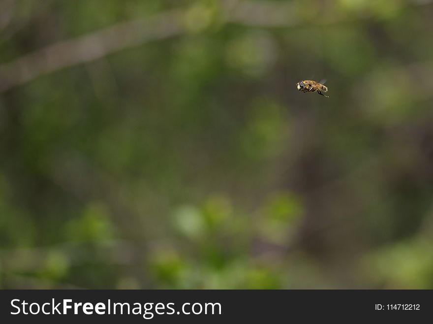 Fauna, Insect, Wildlife, Close Up