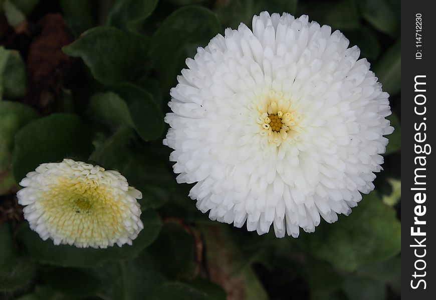 Flower, Daisy, Daisy Family, Chrysanths