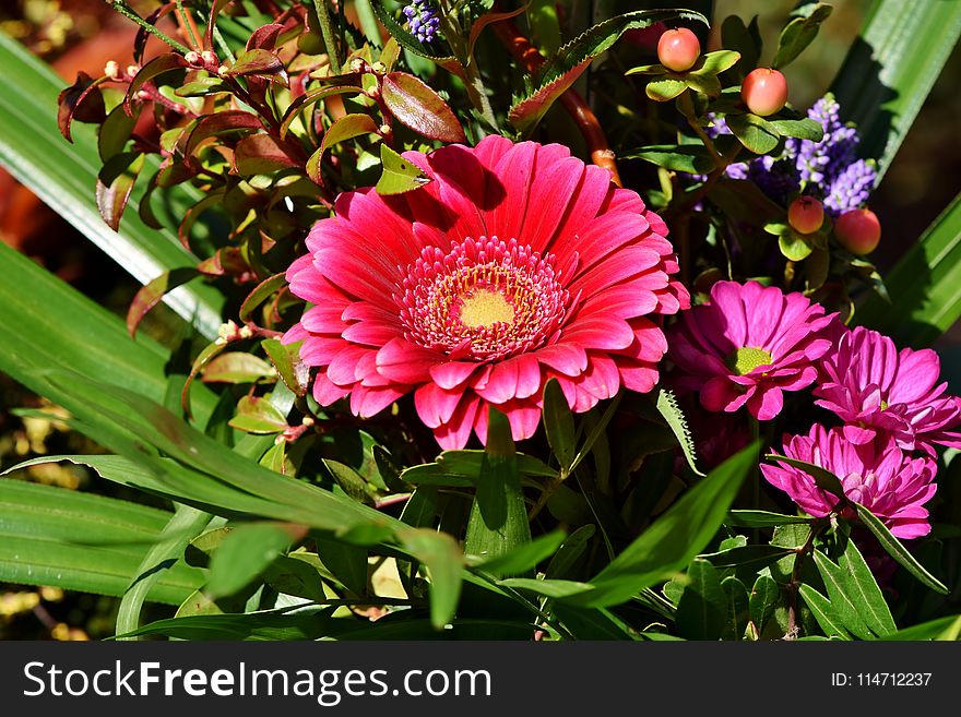 Flower, Plant, Flowering Plant, Flora