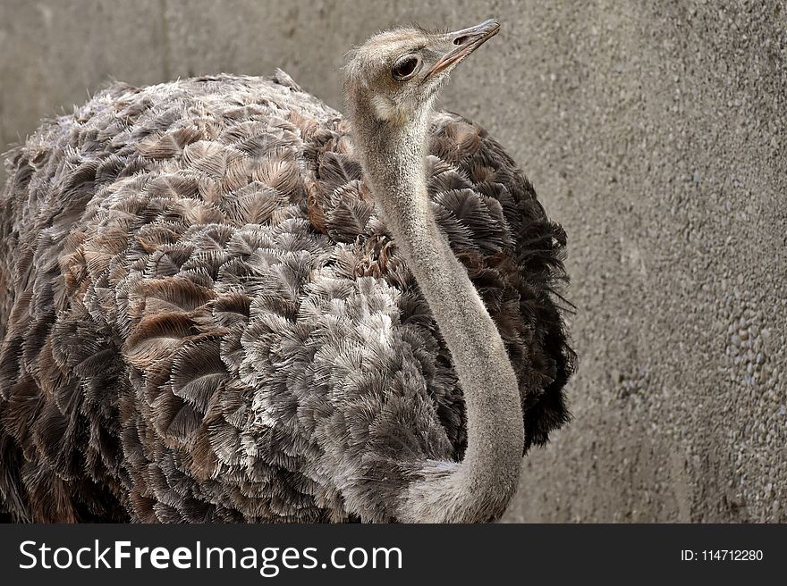 Ostrich, Ratite, Beak, Flightless Bird