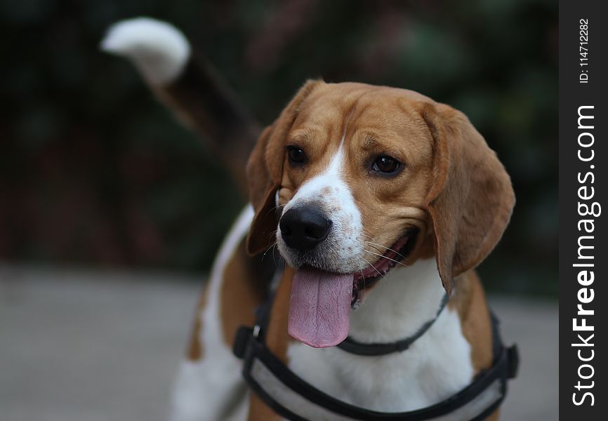 Dog, Beagle, Dog Breed, Harrier