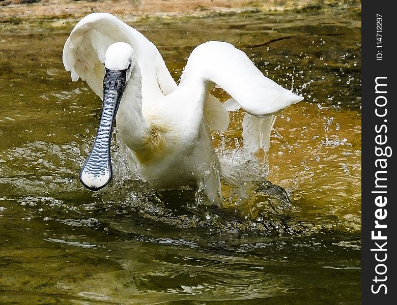 Bird, Swan, Water Bird, Fauna