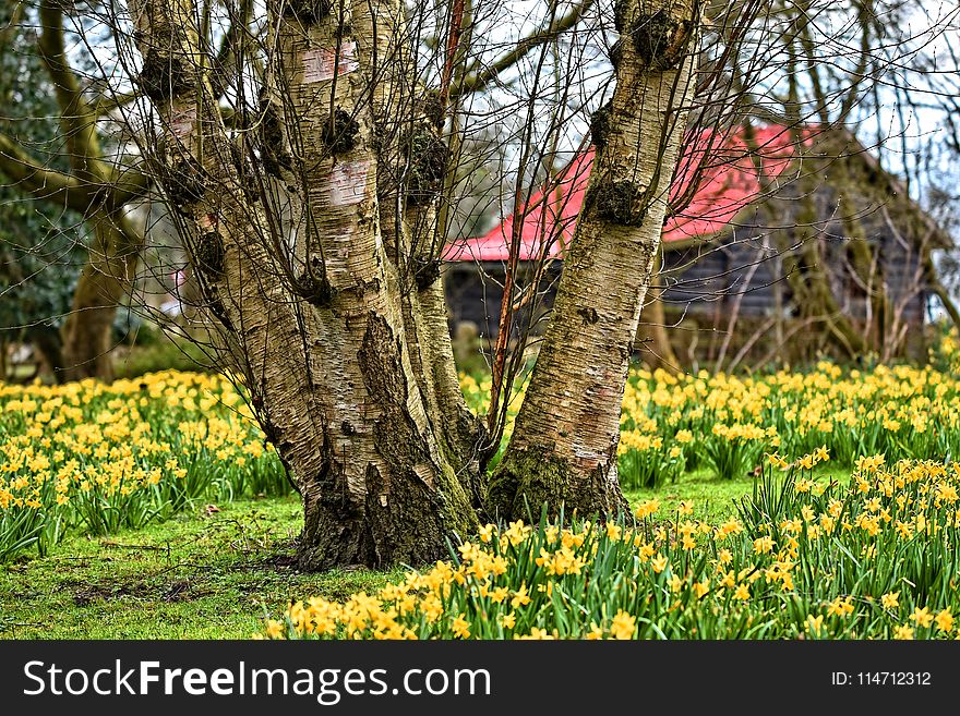 Flower, Tree, Plant, Flora