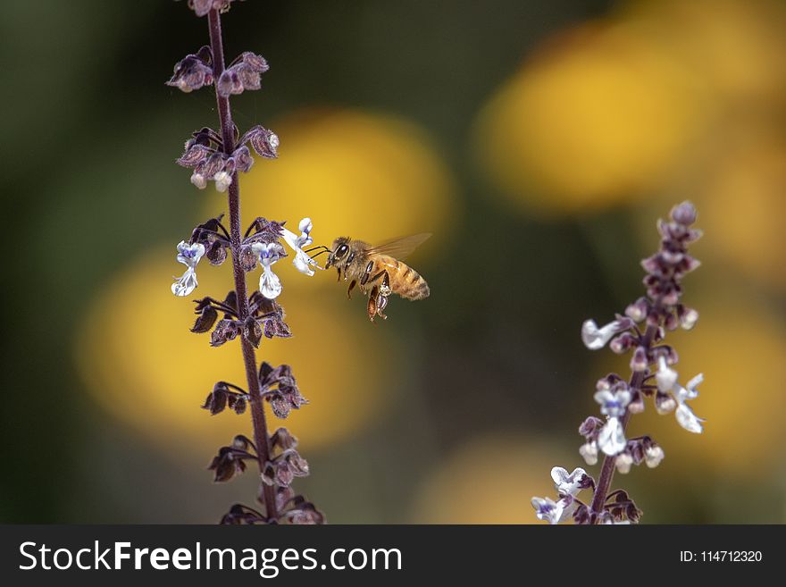 Honey Bee, Bee, Nectar, Insect