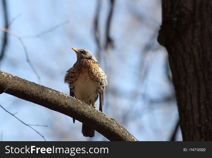 Bird, Fauna, Beak, Sparrow