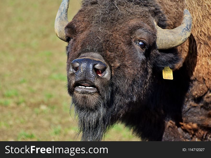 Bison, Cattle Like Mammal, Wildlife, Terrestrial Animal