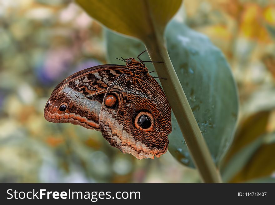 Butterfly, Moths And Butterflies, Insect, Invertebrate