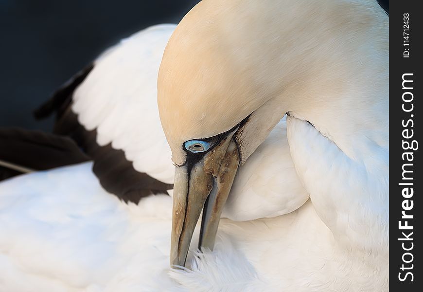 Beak, Bird, Fauna, Close Up