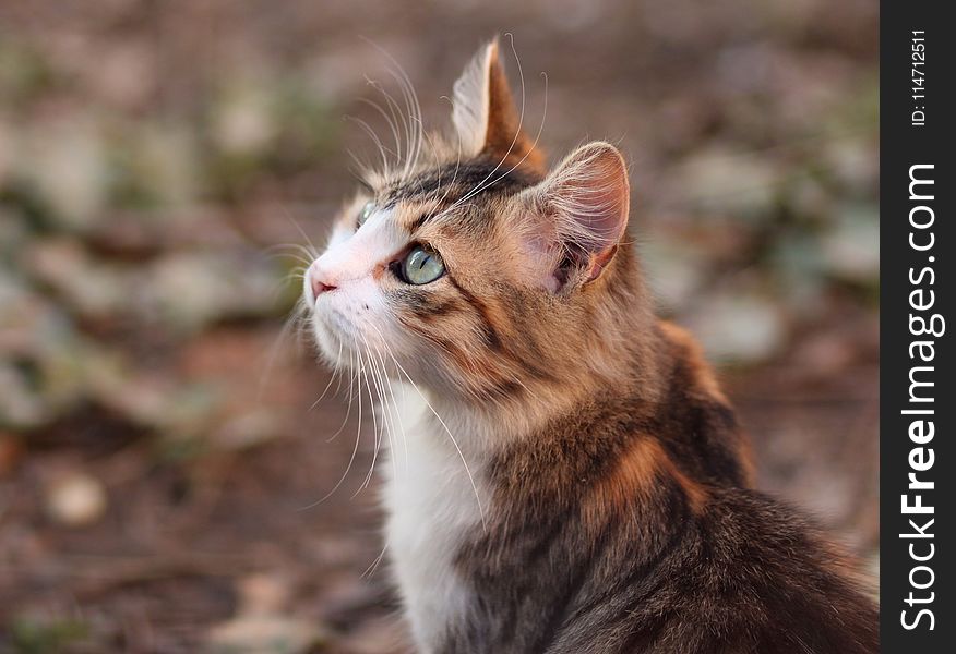 Cat, Fauna, Whiskers, Mammal