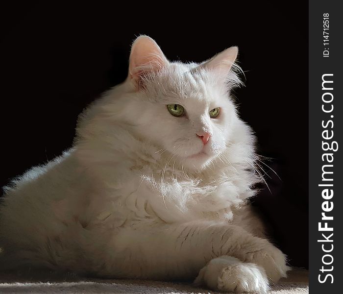 Cat, White, Small To Medium Sized Cats, Mammal