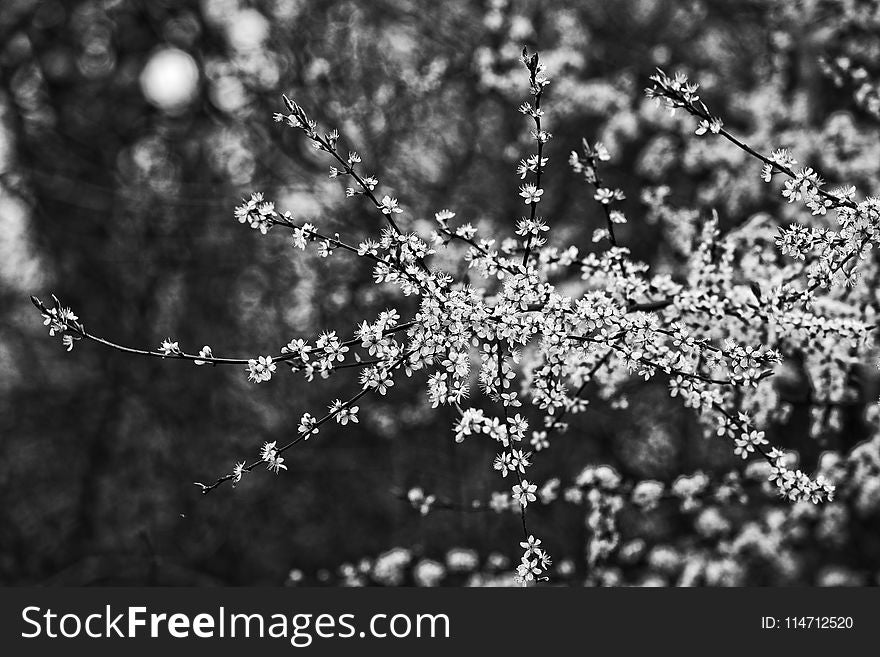 Black And White, Nature, Branch, Monochrome Photography