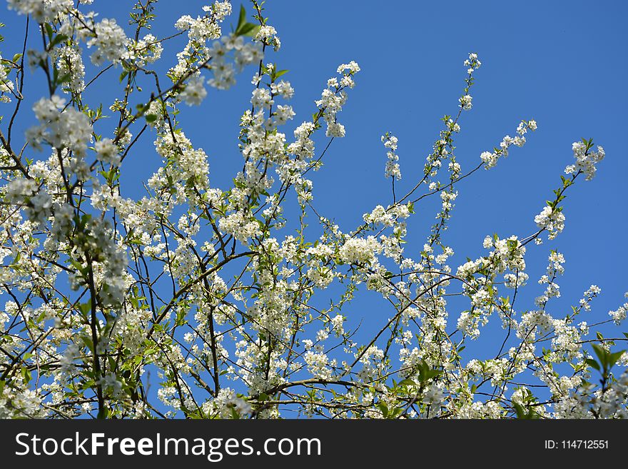Sky, Blossom, Branch, Tree