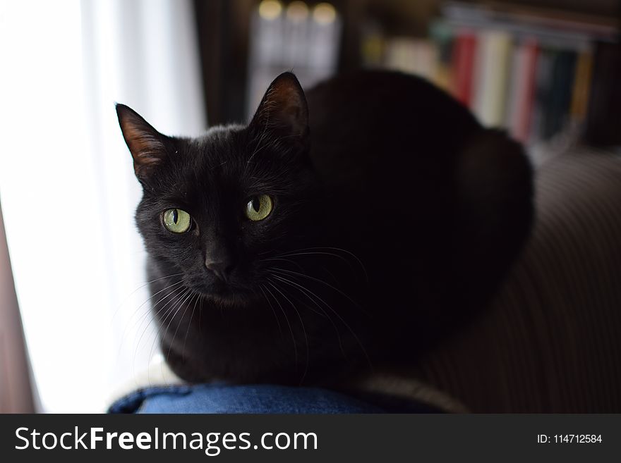 Cat, Black Cat, Whiskers, Mammal