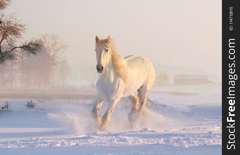 Horse, Horse Like Mammal, Snow, Mane