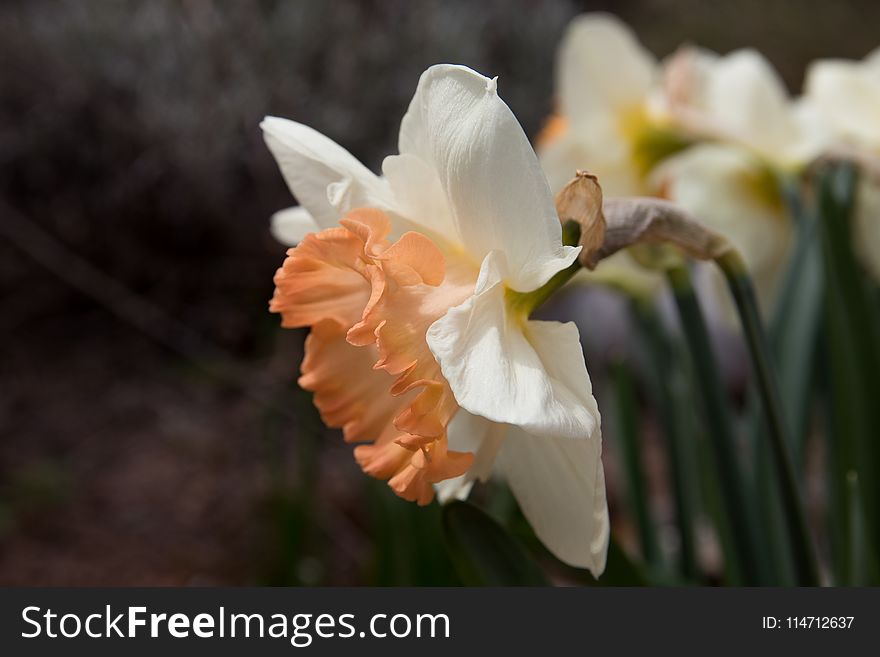 Flower, Plant, White, Flowering Plant