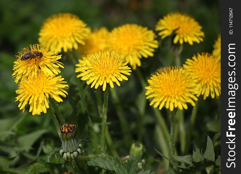 Flower, Sow Thistles, Dandelion, Nectar