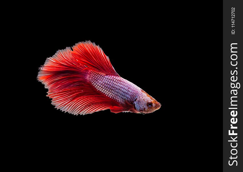 closeup red beautiful small siam betta fish with isolate background