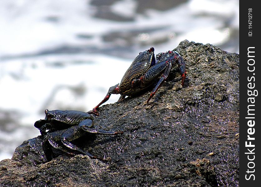 Amphibian, Decapoda, Animal Source Foods, Crab