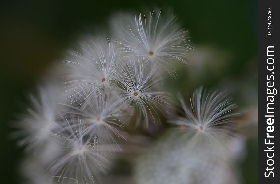 Flower, Flora, Plant, Vegetation