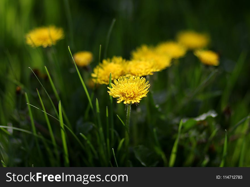 Flower, Yellow, Dandelion, Grass