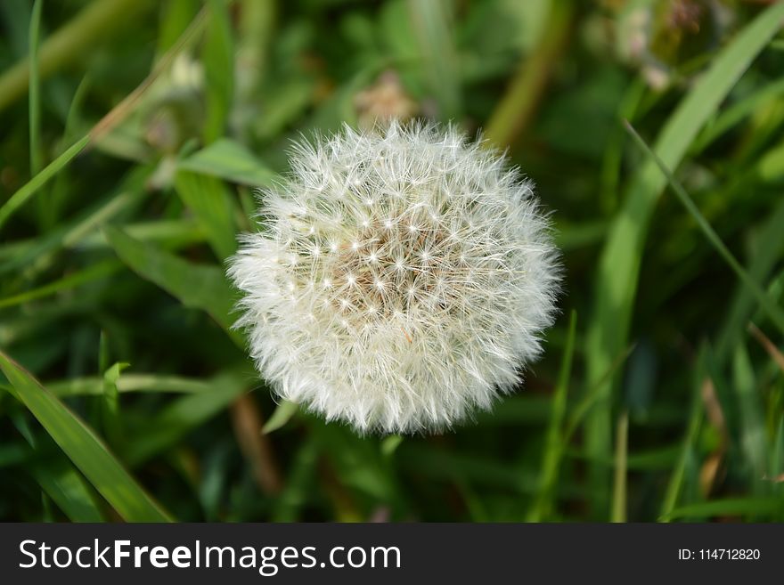 Dandelion, Flora, Flower, Grass