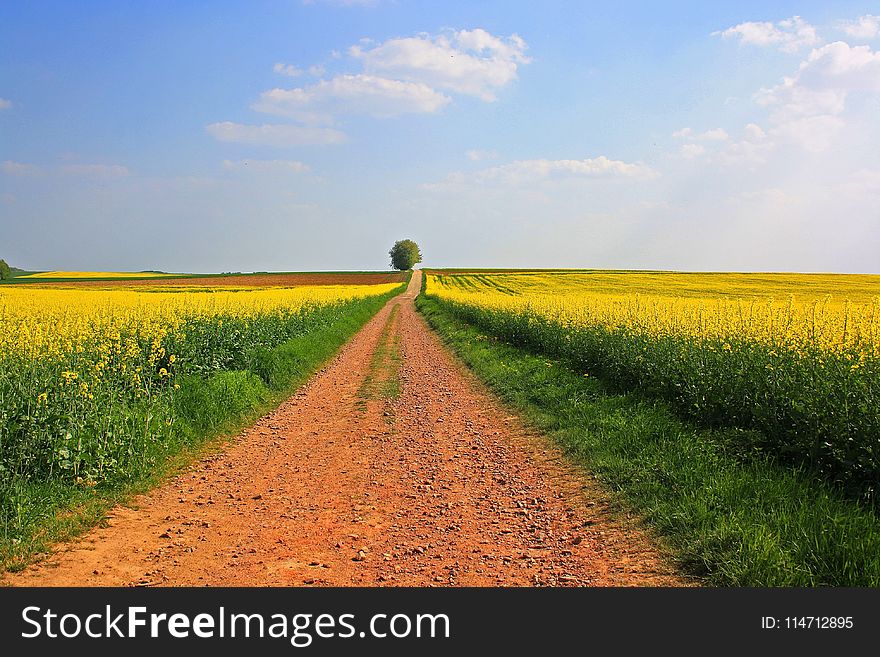 Field, Yellow, Canola, Rapeseed