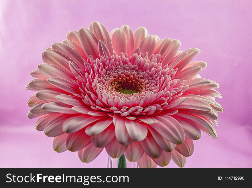 Flower, Pink, Flowering Plant, Gerbera