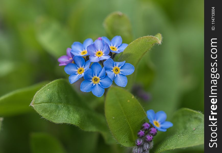 Flower, Blue, Forget Me Not, Plant