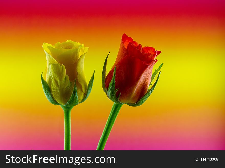 Flower, Close Up, Bud, Petal