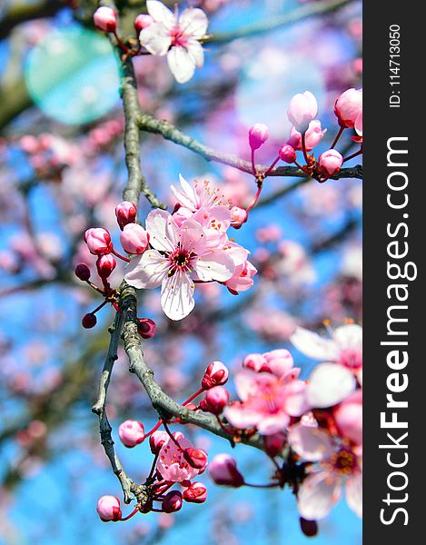 Blossom, Branch, Pink, Spring