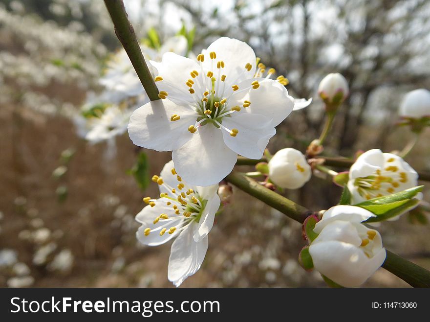 White, Blossom, Spring, Flower