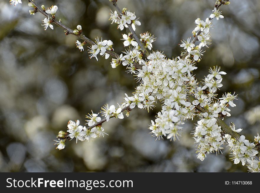 Branch, Blossom, Prunus Spinosa, Spring