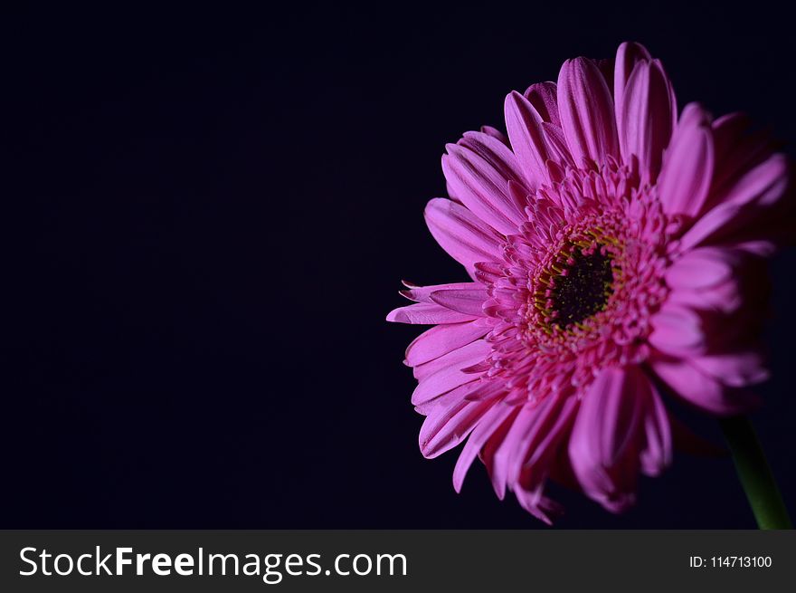 Flower, Flowering Plant, Violet, Purple