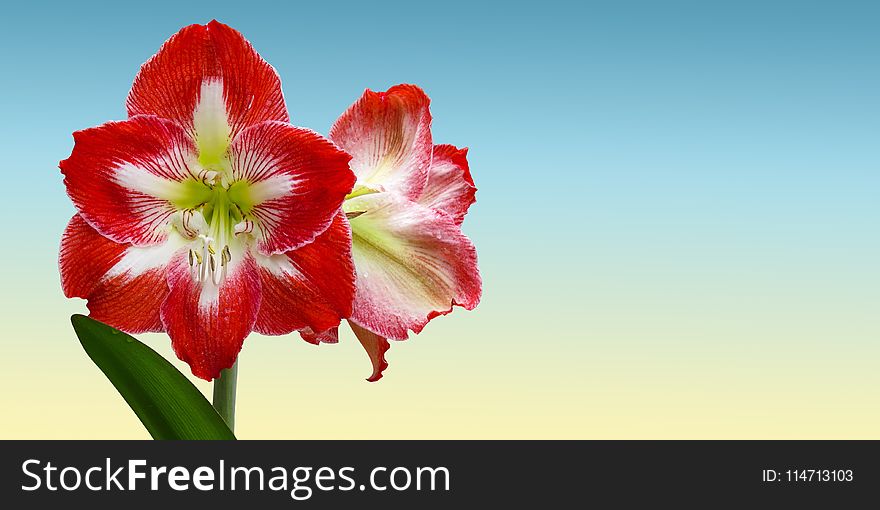 Flower, Flowering Plant, Plant, Amaryllis Belladonna