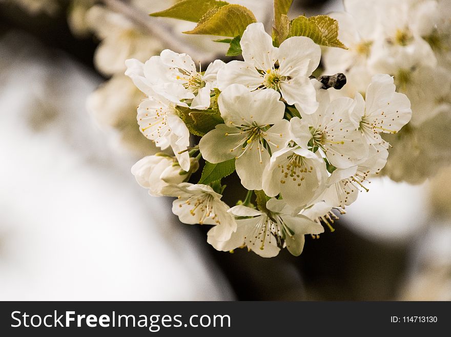 White, Blossom, Flower, Spring