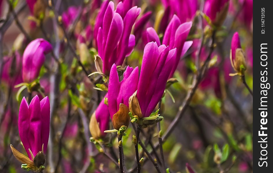 Flower, Plant, Flora, Purple