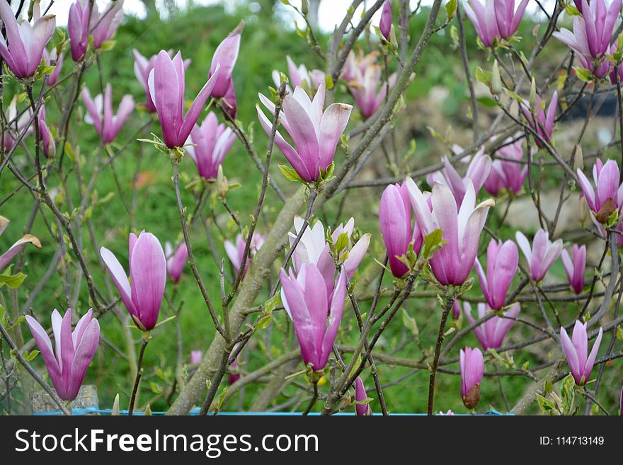 Flower, Plant, Flowering Plant, Flora