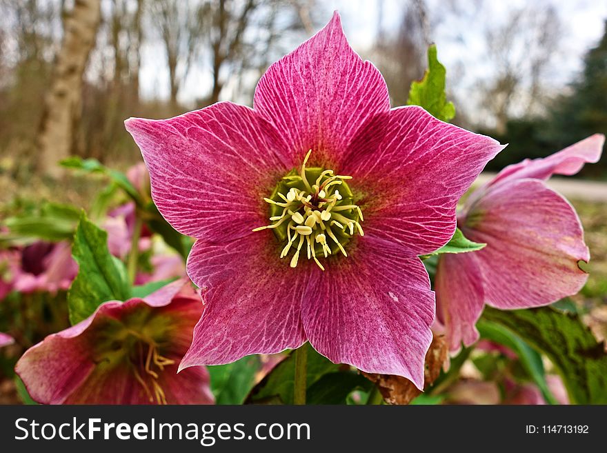 Flower, Plant, Flora, Flowering Plant