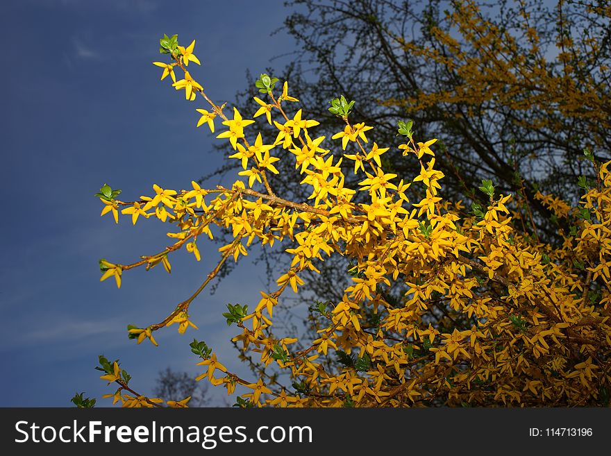 Yellow, Flora, Leaf, Branch