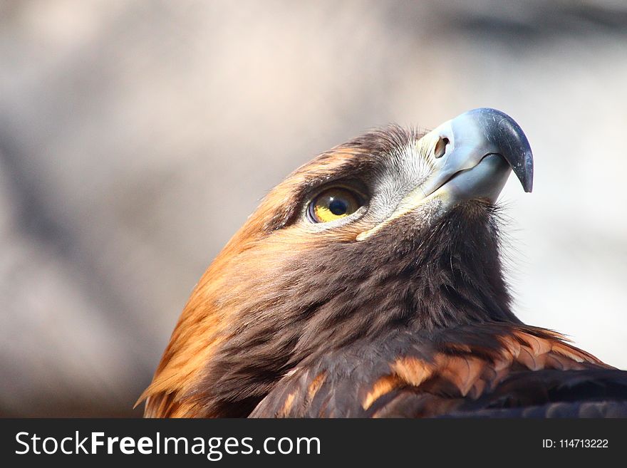 Beak, Bird, Bird Of Prey, Fauna